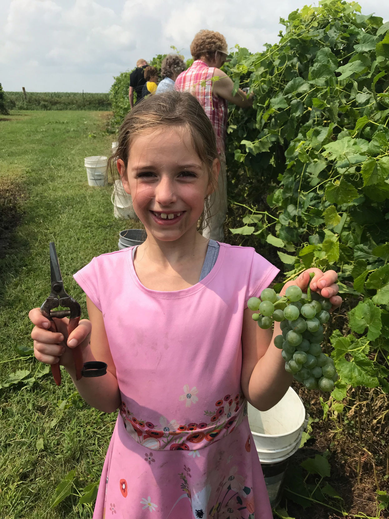 Grape stomp 2